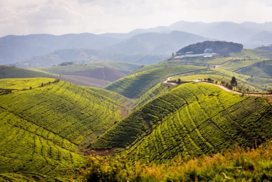 Blick über die Teefelder und die Fabrik von Karongi Tea Factory in Ruanda