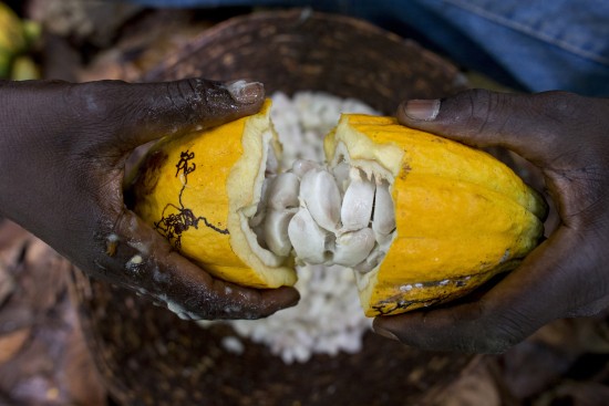 Das Innere einer reifen Kakaofrucht auf den Feldern unseres Partners ECOOKIM Entreprise Cooperative Kimbe, Côte d’Ivoire.