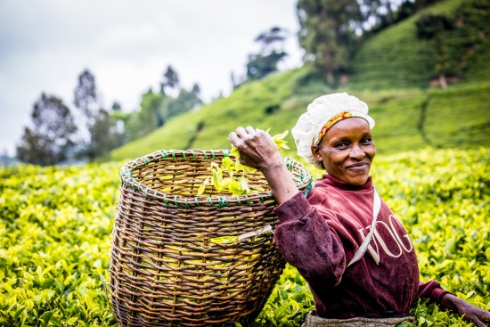 Auf dem diesjährigen Flyer ist eine Teebäuerin zu sehen, die gerade Tee pflückt, den sie an Njeru Industries Ltd liefert.